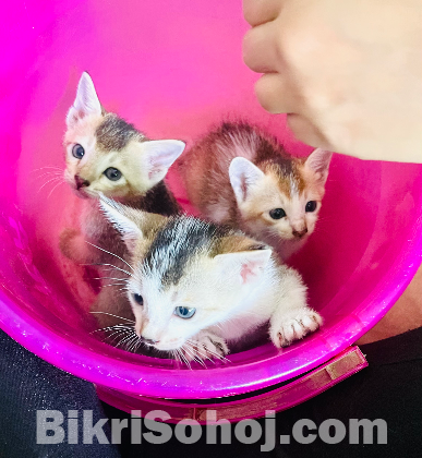 Baby kittens for adoption